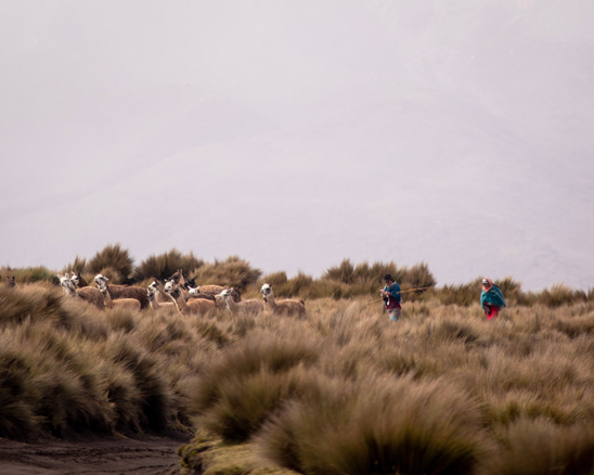 ACOMPAÑANDO LA MANDA PARAMO VOLCÁN CHIMBORAZO, 2023