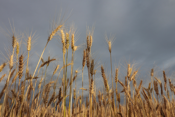 TRIGALES. PARROQUIA LA ASUNCIÓN -ECUADOR