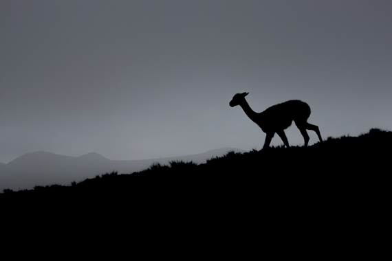 VICUÑA, RESERVA PRODUCCIÓN FAUNÍSTICA CHIMBORAZO - ECUADOR